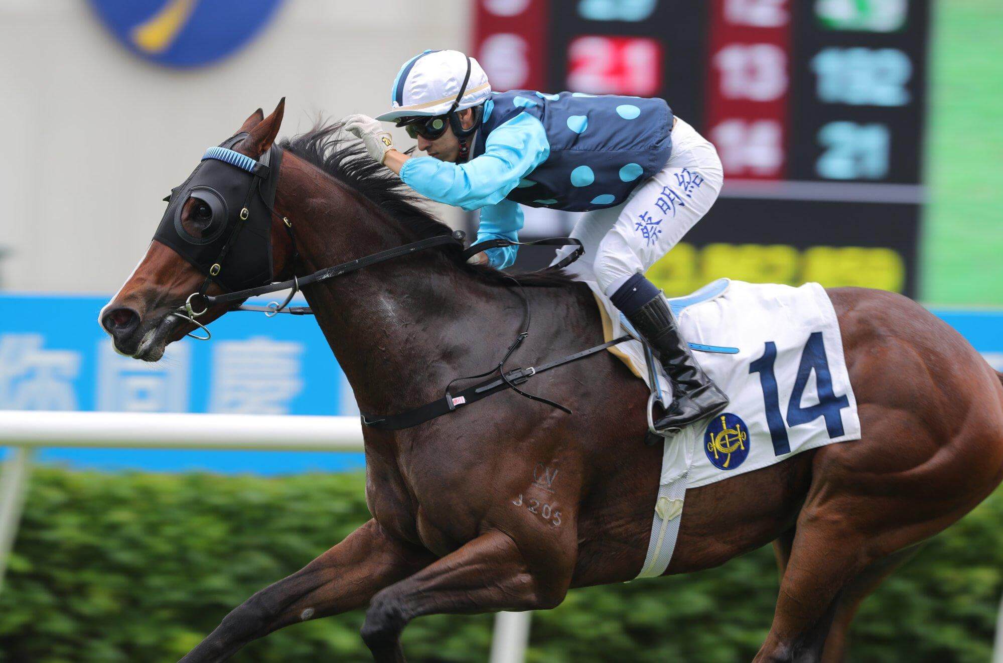 Will Red Elegance’s Progress Continue in the Hong Kong Horse Racing Circuit?